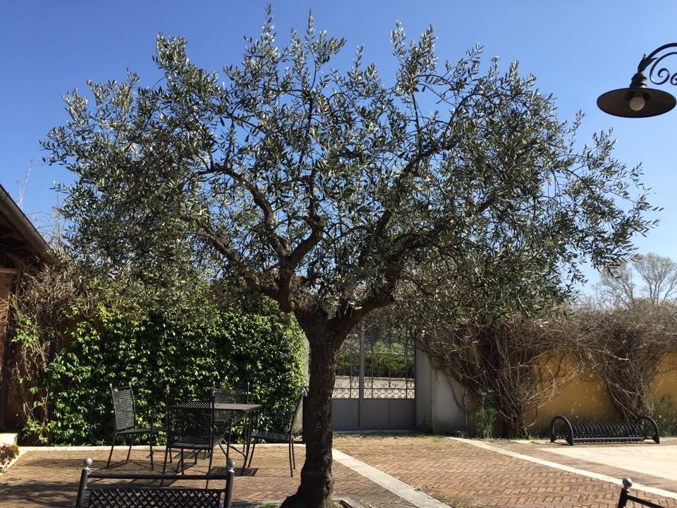 Hotel Agriturismo Macchiacupa Ariano Irpino Exteriér fotografie